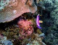Indonesia Nudibranchs