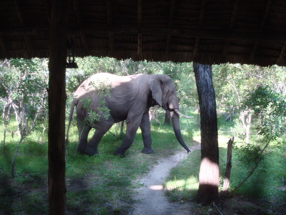 Elephant outside the tent.
