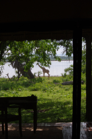 Giraffe outside the tent.  The view from our bed.