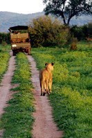 Tanzania Animals