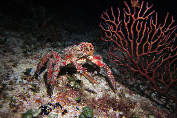 Crab on night dive.