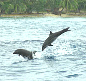 Dolphins at play in the pass