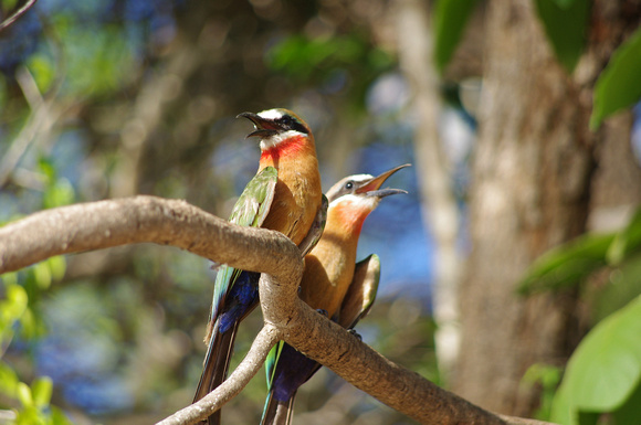 White fronted bee eaters