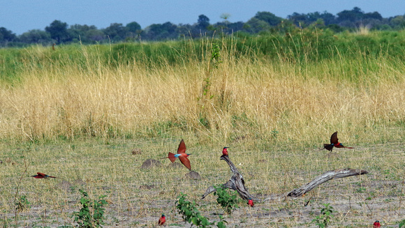 Visiting the Carmine bee eater colony.