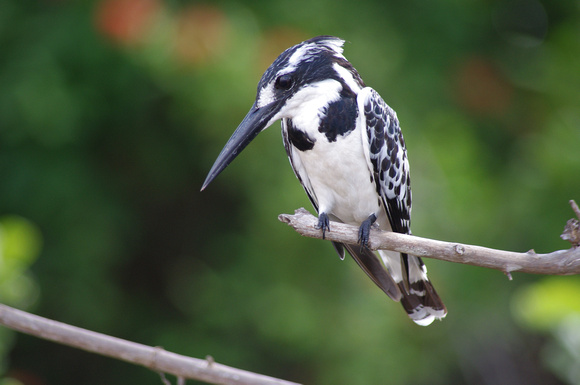 Pied Kingfisher