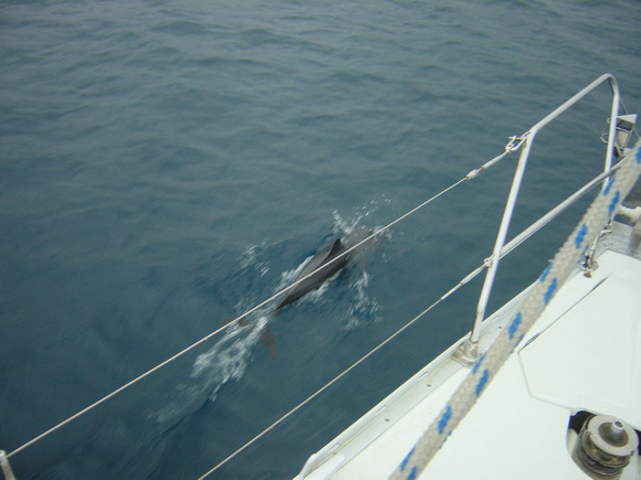 Dolphins swim while we sail